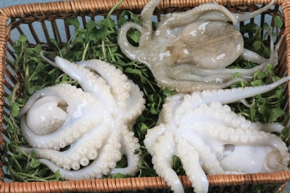 bạch tuột nhỏ 